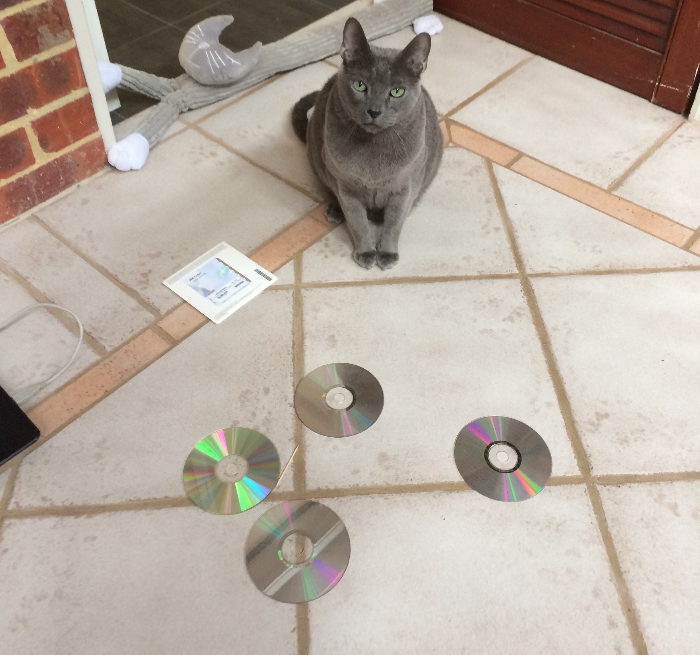 cat disks